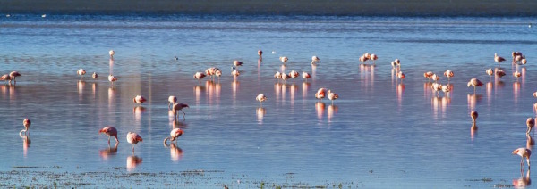 Laguna Nimes - Rosa Flamingos
