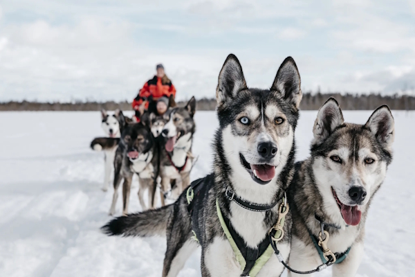 Husky Safari