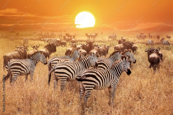 Parco nazionale di Serengeti